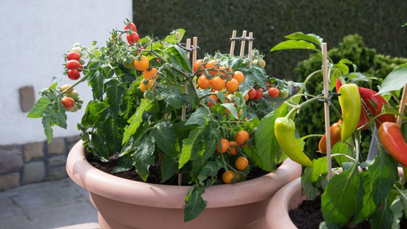 planting a mini garden when there is no space. High quality photo
